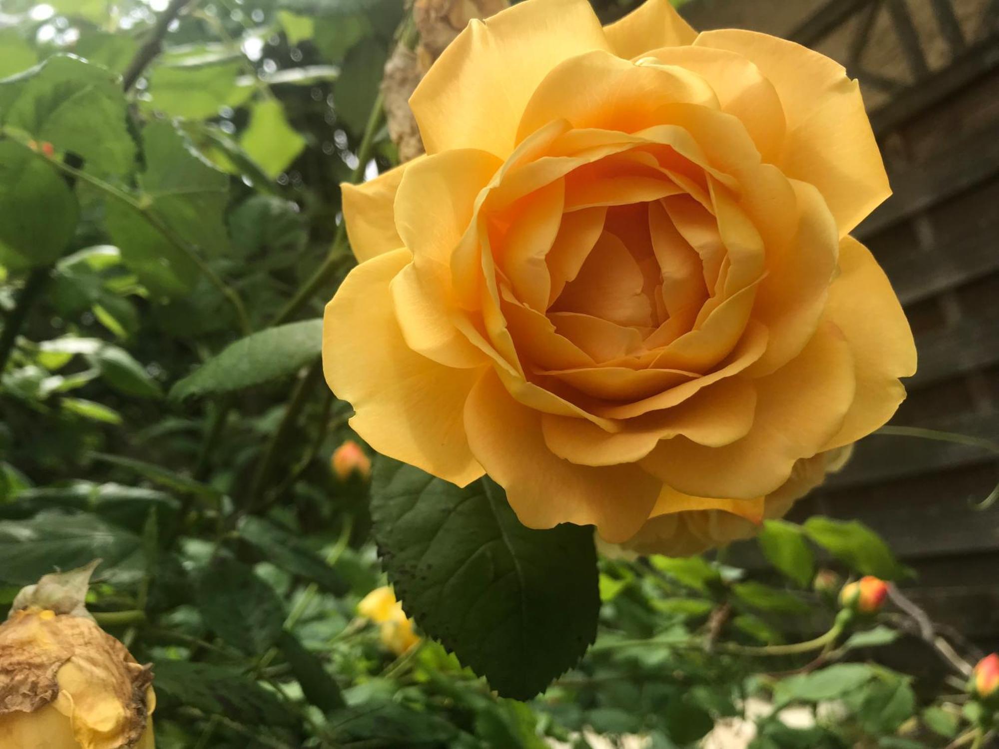 Healing Waters Sanctuary For Exclusive Private Hire And Self Catering Board, Vegetarian, Alcohol & Wifi Free Retreat In Glastonbury Buitenkant foto